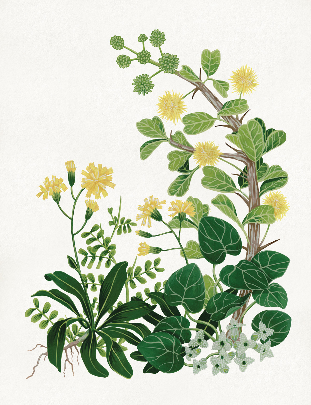 插畫(huà)欣賞 花卉與水果的寫(xiě)生之美